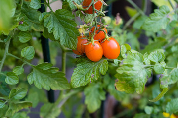 ripe tomato hanging from plant in garden