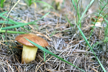 Mushroom Suillus with big stem