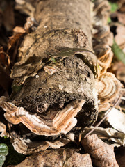 abgestorbener Ast am Waldboden mit Pilzbewuchs im warmen Licht vertikal