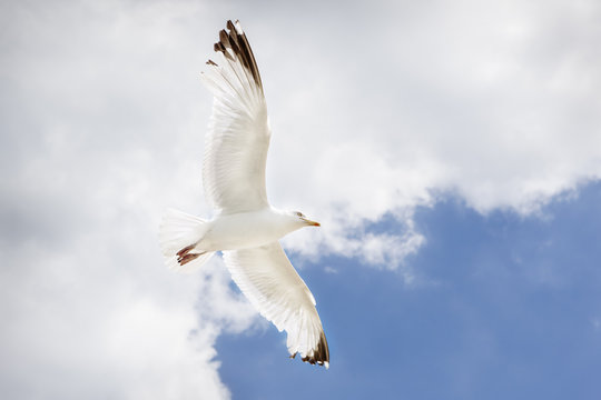 Seagull