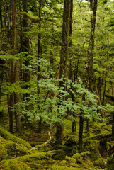 Fototapeta na wymiar Lush Alaskan Rainforest. A small tree grows below a forest canopy on an island in the Alaskan wilderness near Sitka.