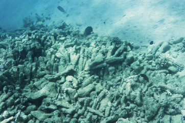 Destroyed corals on the seabed