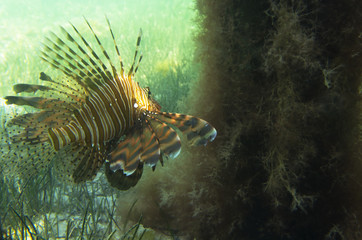 Naklejka na ściany i meble Fish lionfish at the sandy bottom. Pterois volitans