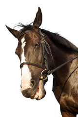 Horse head in bridle isolated over white background