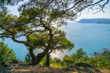 Black Sea Bay and Pine Tree on Crimean Mountains