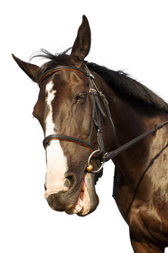 Horse head in bridle isolated over white background