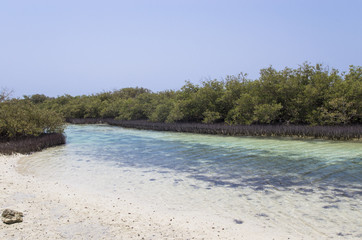 Mangrove vegetation in the Sinai Peninsula