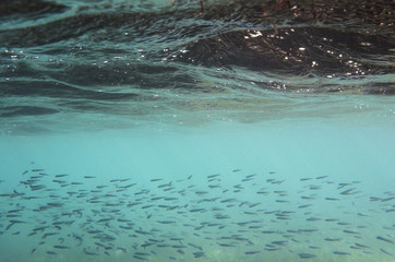 Sea water background with a flock of small fish