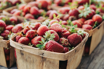 Fresh picked strawberries in garden boxes.