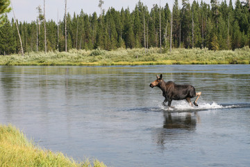 Moose Running at Henry's Fork, Mack's Inn, Island Park, Idaho