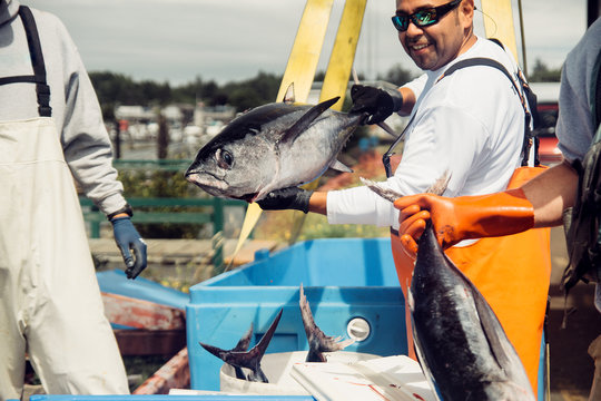Commercial tuna fishermen unloading their boat after a good day on the water