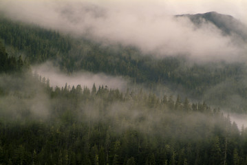 Fototapeta na wymiar Alaskan Rainforest. Low hanging clouds are the norm for southeast Alaska adding to the atmospheric and picturesque environment.