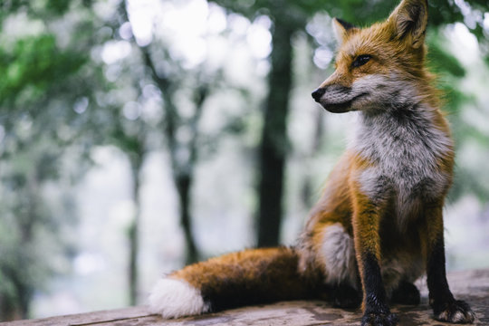 Sitting red fox gazing into the distance