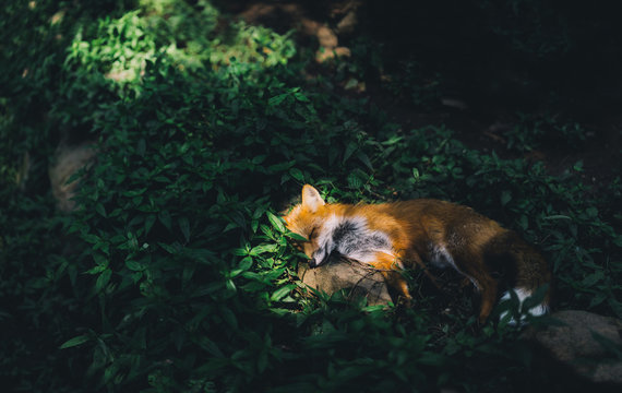 Sunbathing red fox