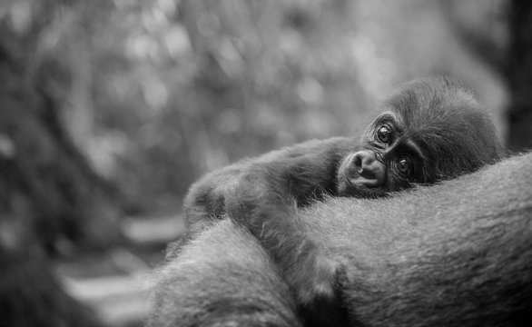 Gorilla baby