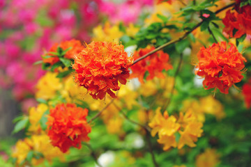Orange and yellow Rhododendron flowers blooming outdoors in the garden in summer