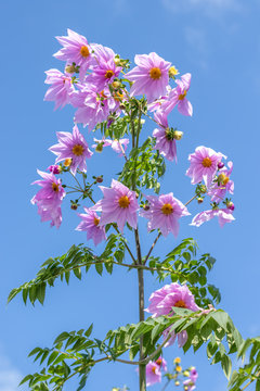 Fully Bloomed Pink Dahlia Imperialis at Garden in November