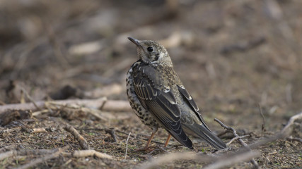White-winged Lark