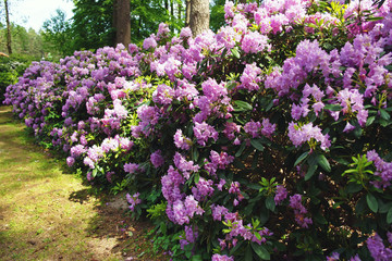 Violet Rhododendron flowers blooming outdoors in the garden in summer