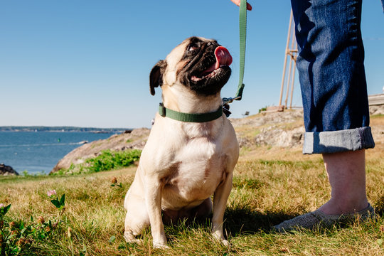 A cute pug puppy sitting outside by the ocean with its owner