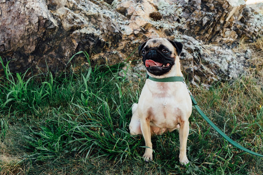 A cute pug puppy sitting outside in the grass with a rock behind