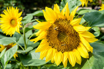 Close-up view of a sunflower head with bees gathering pollen from the disc florets.