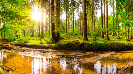 Fototapeta na wymiar Beautiful forest with green trees, creek and bright sun