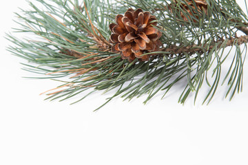 Pine tree branch and cones isolated on white (close up)