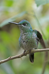 Fototapeta premium Hummingbird(Trochilidae)Flying gems