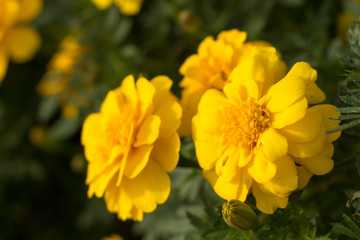 Tagetes Patula; Fully Bloomed French Marigold at Garden in October