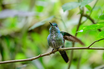 Hummingbird(Trochilidae)Flying gems