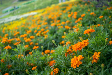 Tagetes Patula; Fully Bloomed French Marigold at Garden in August