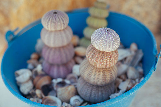 Sea Shells