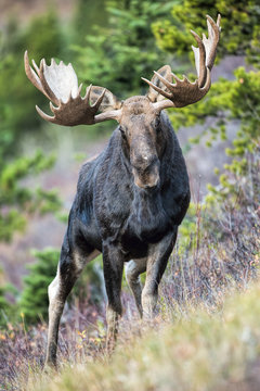 Bull Moose Vertical Image