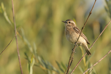 Sedge Warbler