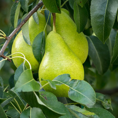Green ripe pears hanging on a tree