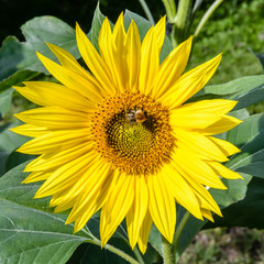 Fototapeta premium Close-up view of the vivid yellow corolla of a sunflower head with a bee gathering pollen from its disc florets.