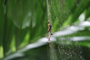 Banana Spider