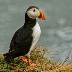 Puffin