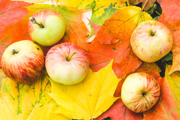 Ripe rustic apples on bright autumn leaves in the garden