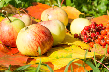 Ripe apples and rowan berries on bright autumn leaves