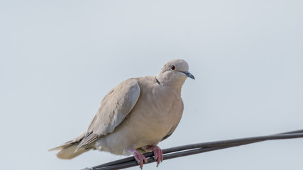 Collared Dove