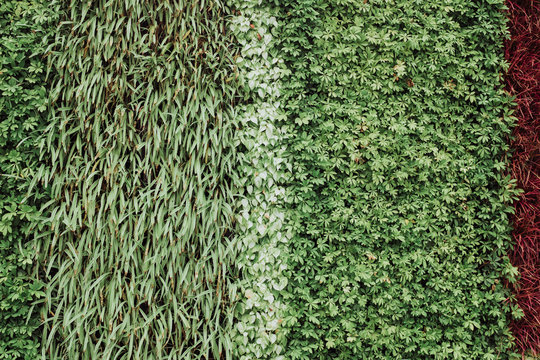 green leaf wall in city