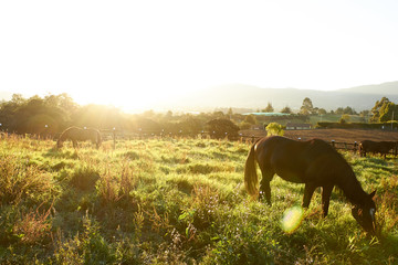 horses in golden light