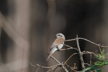 Red-backed Shrike