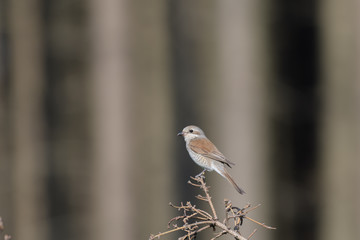 Red-backed Shrike