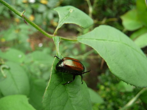 葉の上で休む甲虫(カナブンかコガネムシかハナムグリ)の一種の後姿(宮城県)