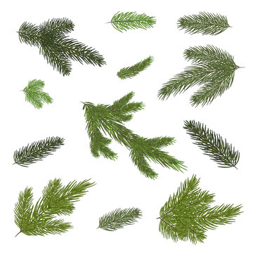 Draw. different branches of a fir-tree. Isolated. Close-up.