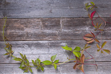 Virginia creeper on the boards