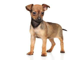 Toy Terrier tiny puppy in stand